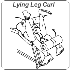 Lying Leg Curl
