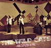 野良猫：Wild Cats