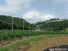 報恩運動場から見える三年山城